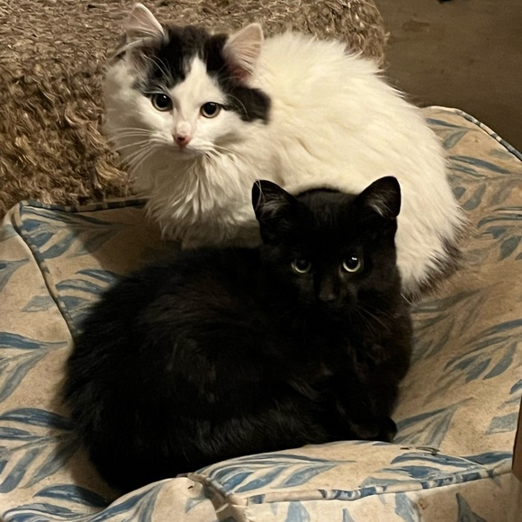 Meet your Posher, CJ - Picture 14 of 15